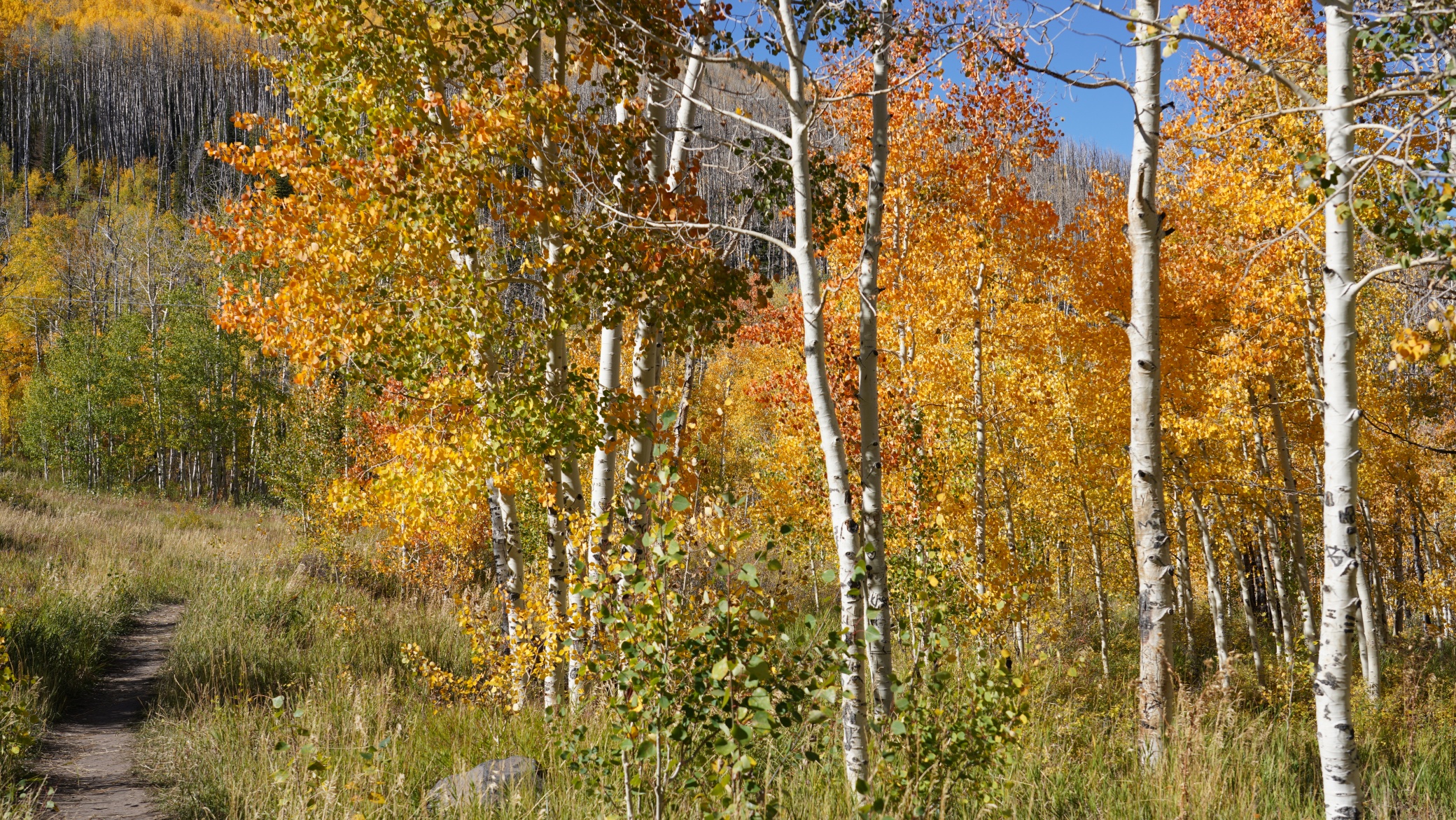 DSC08003.JPG